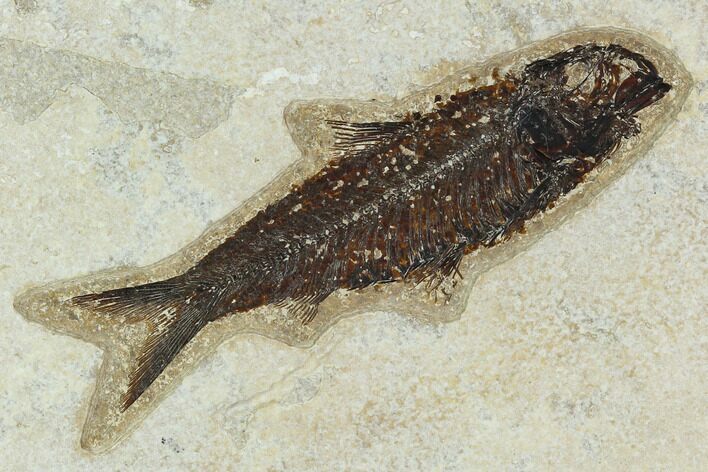 Fossil Fish (Knightia) - Green River Formation #129781